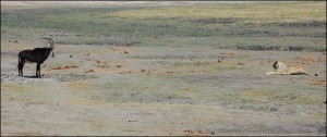 lion-antelope