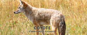 coyote