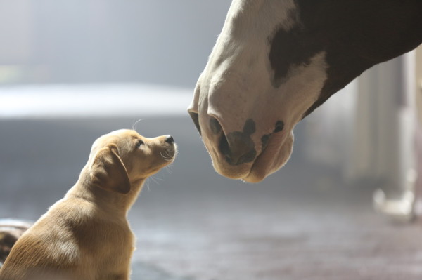 Budweiser "Puppy Love" 2014 Super Bowl Commercial, courtesy of Anheuser-Busch