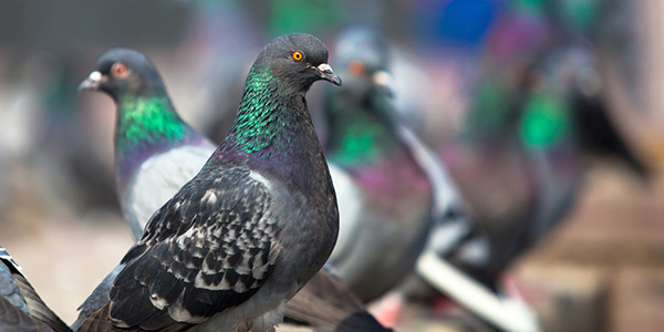 pigeons-600-150x75