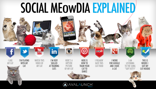 social-media-explained-cats