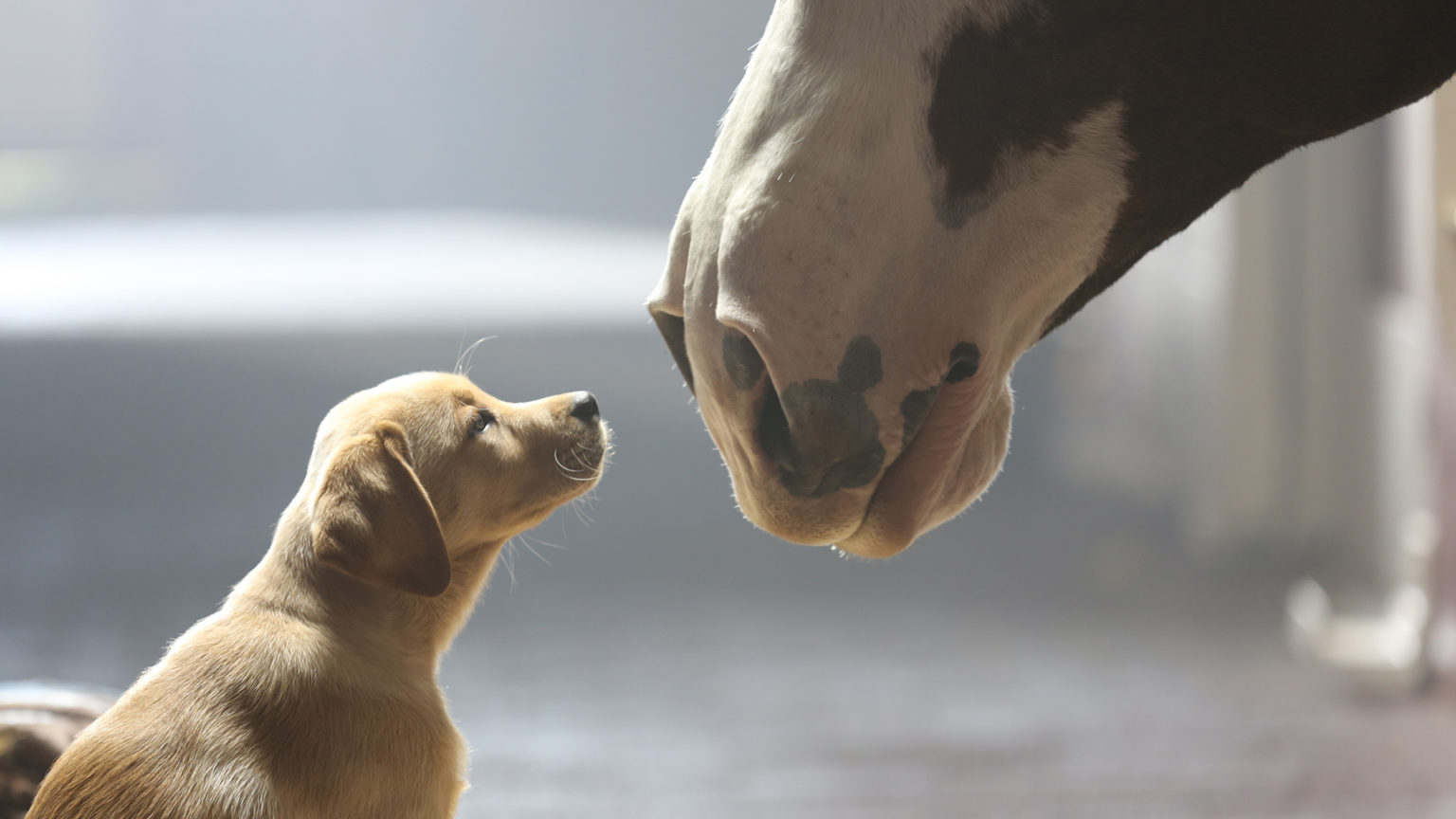 super bowl commercial budweiser