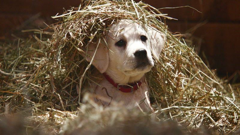 budweiser-lost-dog-1200