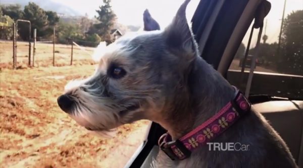 truecar_dogsincars