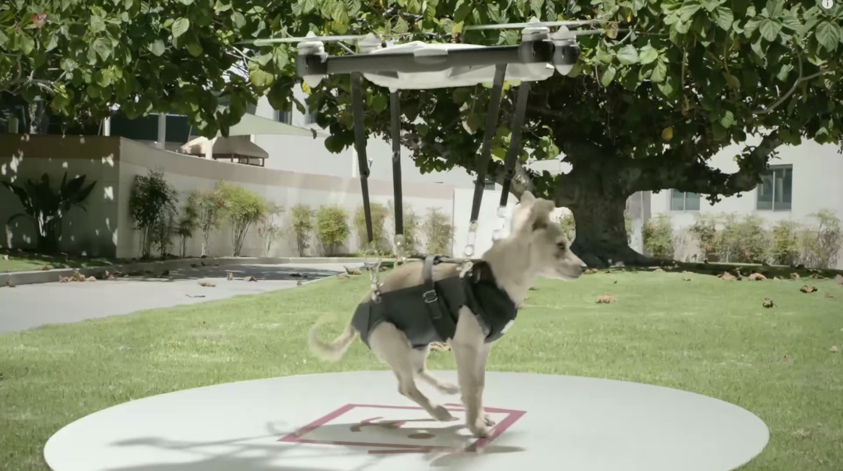 Humane Society's Brilliant Puppy Drone Stunt Achieves Viral Success