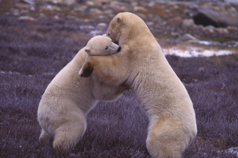 shutterstock_polar_bears (2)