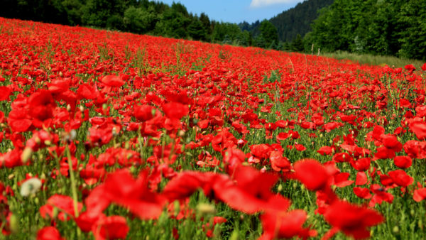 ss-poppies-field