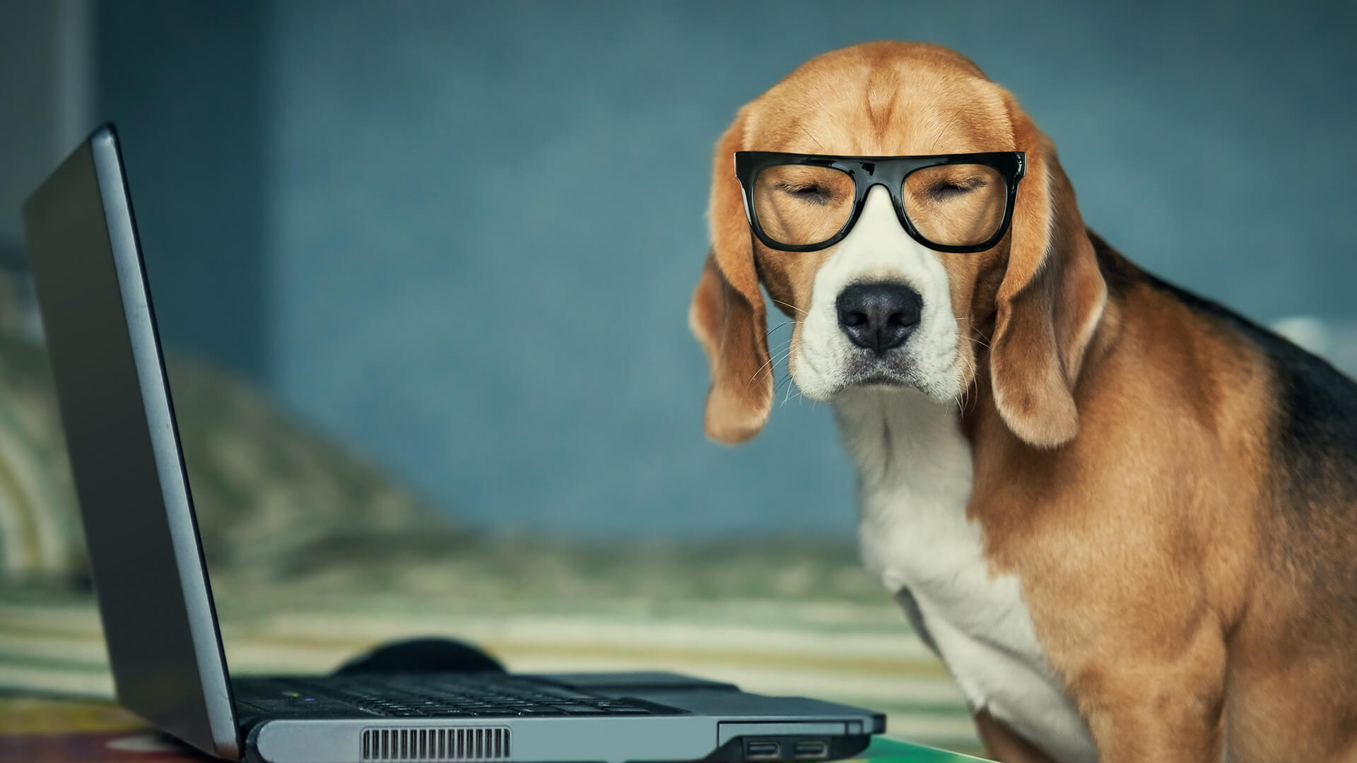 Dog Puppy Glasses Computer Laptop Ss 1920