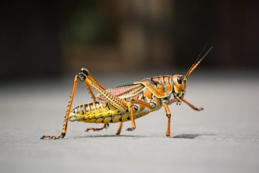 grasshopper