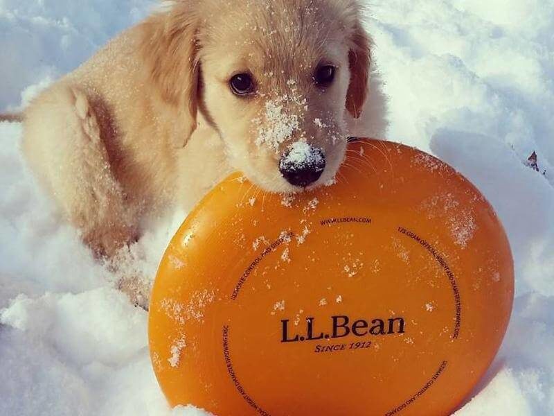 LLBean Puppies