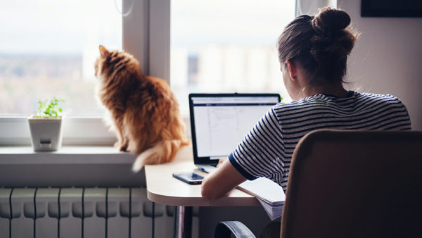 work-from-home-cat-on-window-stock-1920