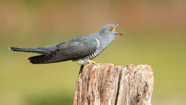 cuckoo