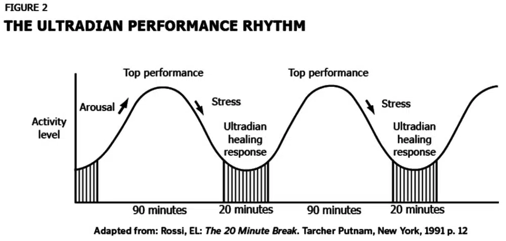 Ultradian performance rythm