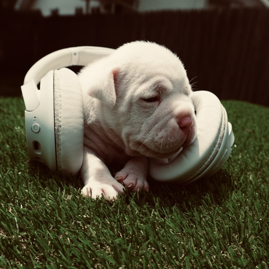 Miguel Hill's “Pocket American Bullies” Breeding business