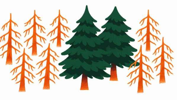 Evergreen-trees-show-content-gone-bad